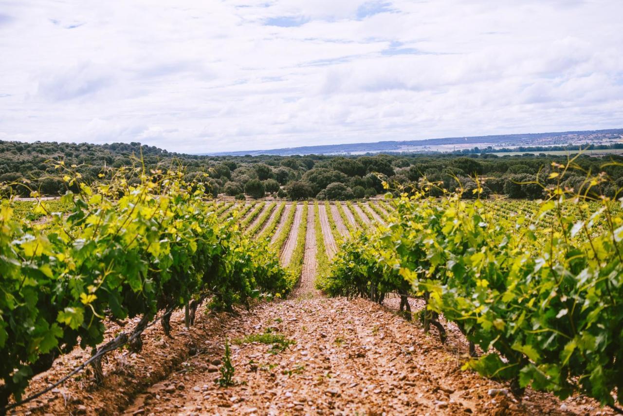 Castillo De Monte La Reina Posada Real & Bodega Toro Ngoại thất bức ảnh